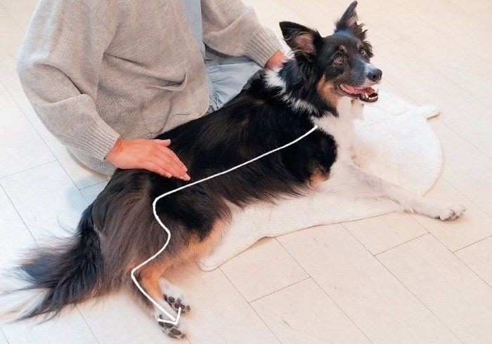 犬の白内障 目が見えない犬との暮らしの工夫とは