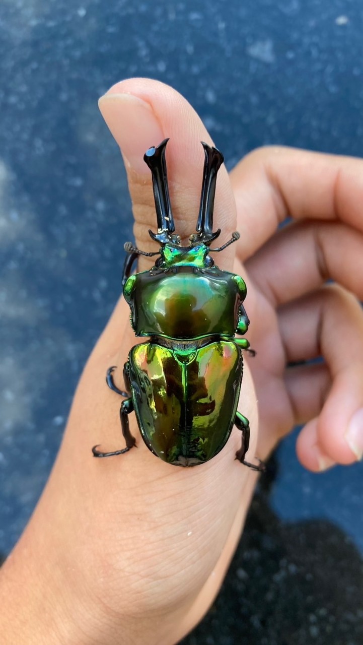 カブトムシ.クワガタ雑談のオープンチャット