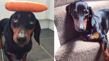 可愛小臘腸平衡感超級好，頭上不管頂什麼都不會掉下來喔！