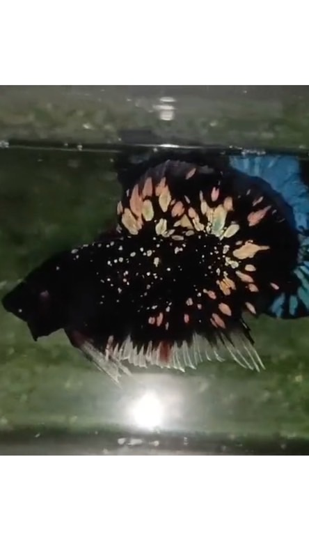 鬥魚星球🪐