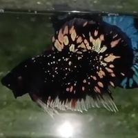鬥魚星球🪐
