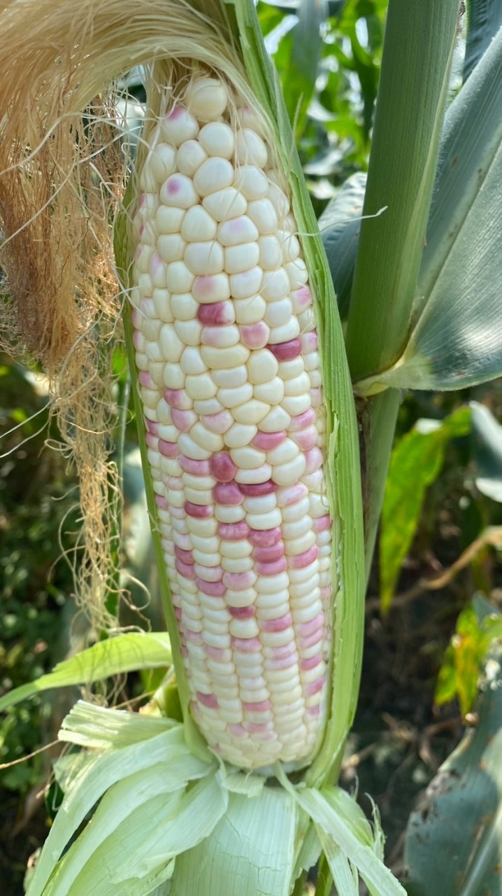 雲林林內🌽瑞華🌽 🌈玉米 玉米筍批發群