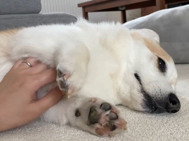 ナデナデを催促するコーギー 手を止めると いぬのきもちnews