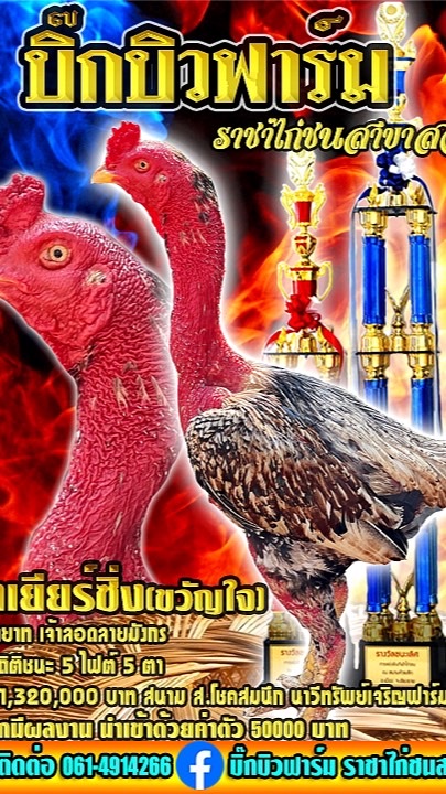 บิ๊กบิวฟาร์มราชาไก่ชน สาขาสอง