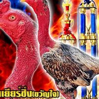 บิ๊กบิวฟาร์มราชาไก่ชน สาขาสอง