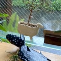 アトリエ風雅へようこそ🤗