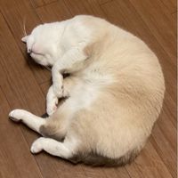 保護猫🐈
