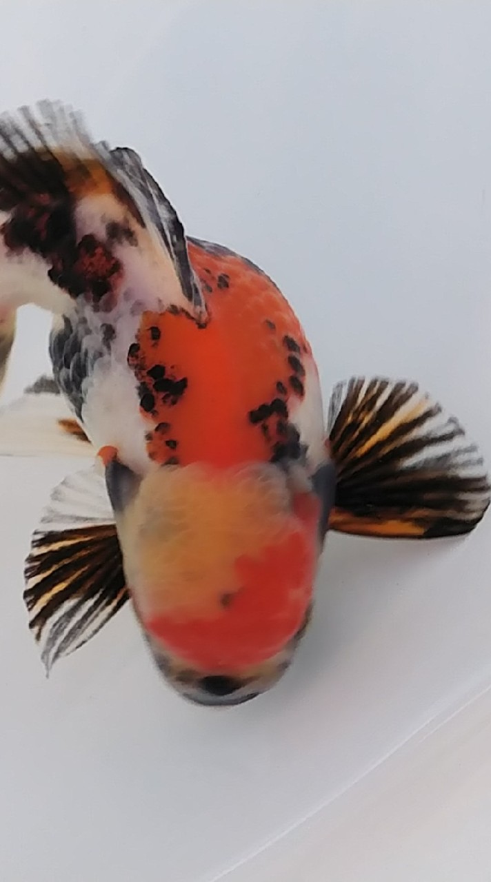 虹彩🌈金魚水族