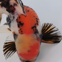 虹彩🌈金魚水族