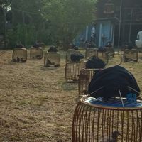 นกเขาใหญ่ (คนรักนกเขาใหญ่ รังสิต)