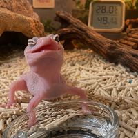 GEKONIC