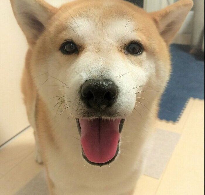 タロさんアテレコ で娘ちゃんが素直に