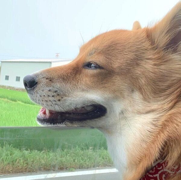 犬が挟まりたがるのはどうして かわいい画像集つきで解説