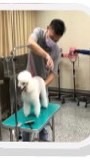 寵物美容經營學程