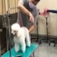 寵物美容經營學程