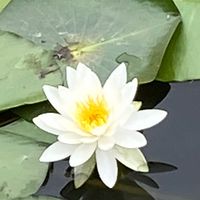 ToDoリスト　頑張る宣言しモチベーションアップ