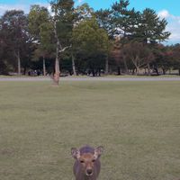 日本連線好好買
