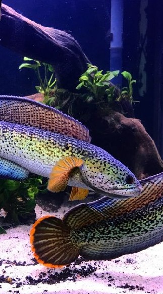 🐟 Channa Familly 🐟