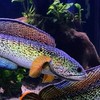 🐟 Channa Familly 🐟