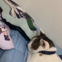 クロのファンクラブ