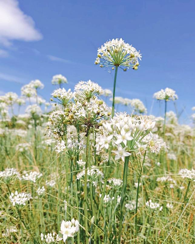 ▲大溪中新里韭菜田。（圖/IG @travel.makerrr）
