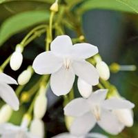 ระบบชำระค่าเล่าเรียน วพบ.จักรีรัช