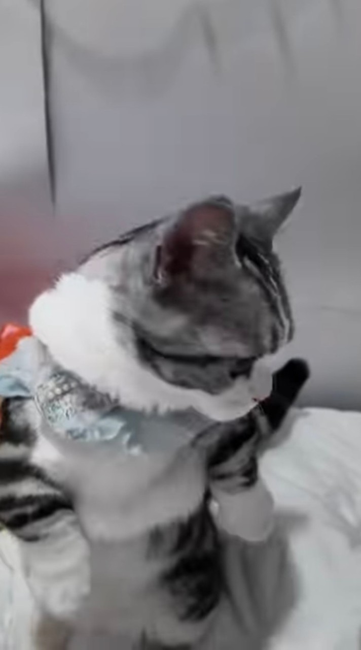 คนรักน้องแมว