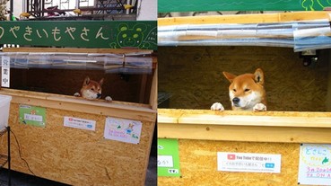 能一人看店的柴柴！北海道「狗狗烤地瓜」店 萌柴超可愛模樣引起網友暴動！