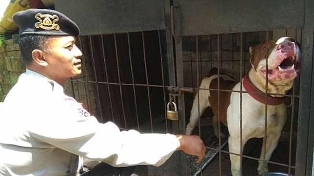 Anjing Pitbull Termasuk Paling Jinak Mengapa Menyerang