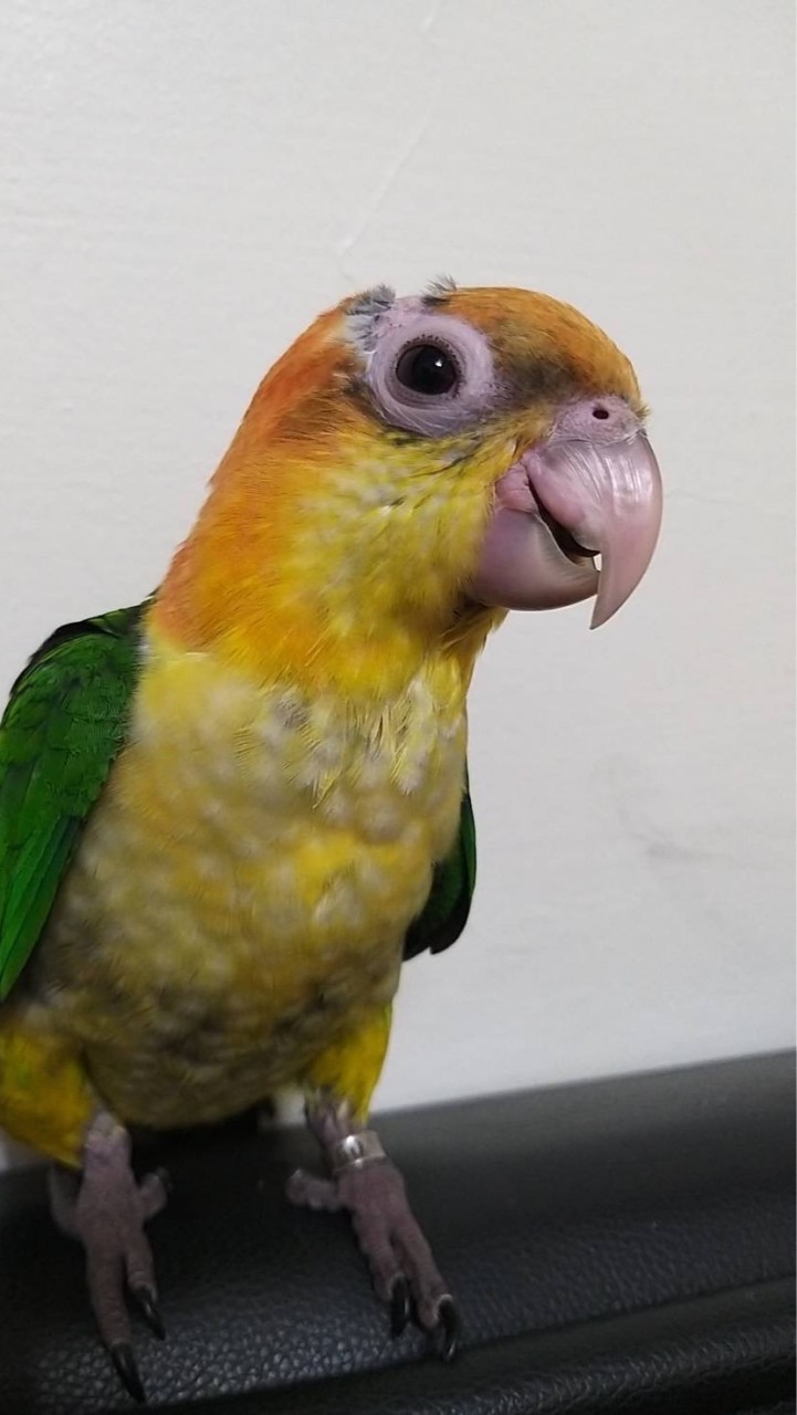 鳥鳥大聯盟-（鸚鵡協尋、拾獲）