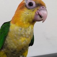 鳥鳥大聯盟-（鸚鵡協尋、拾獲）