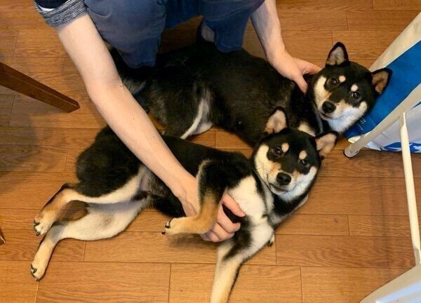 口輪 に慣れれば犬のストレスが減る