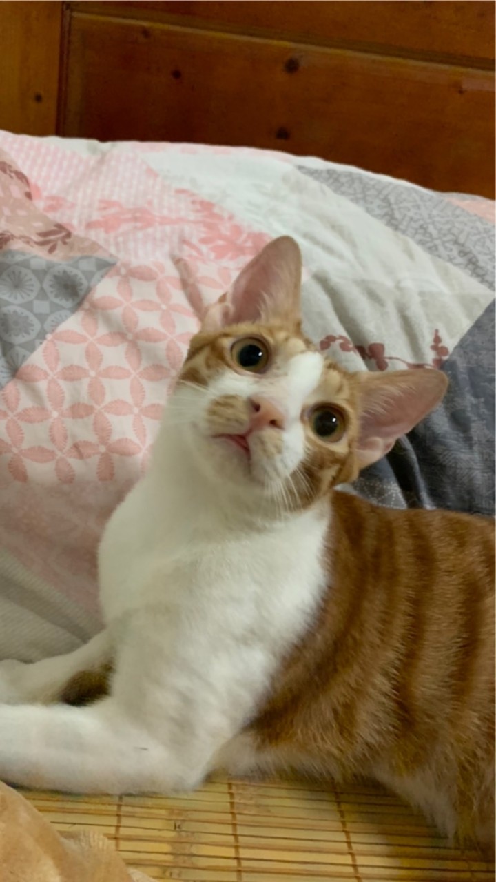 🐱找貓喵🐶（寵物用品好物分享團購）