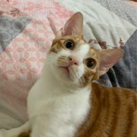 🐱找貓喵🐶（寵物用品好物分享團購）