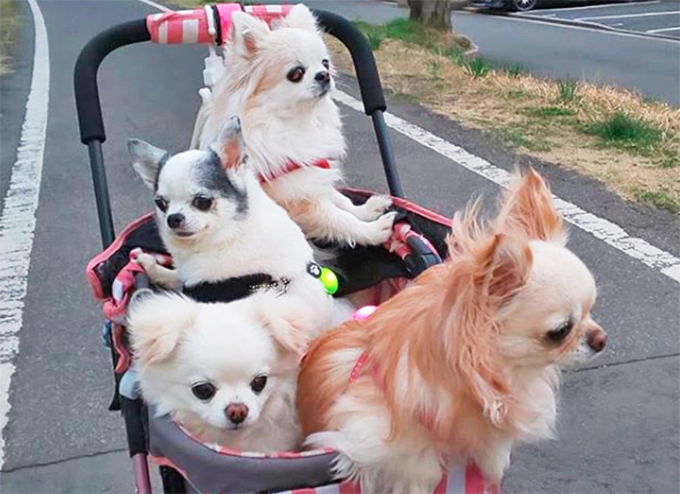 5頭のチワワの涙と笑顔の育犬と ウサギや小鳥に囲まれた夢のような日々とは