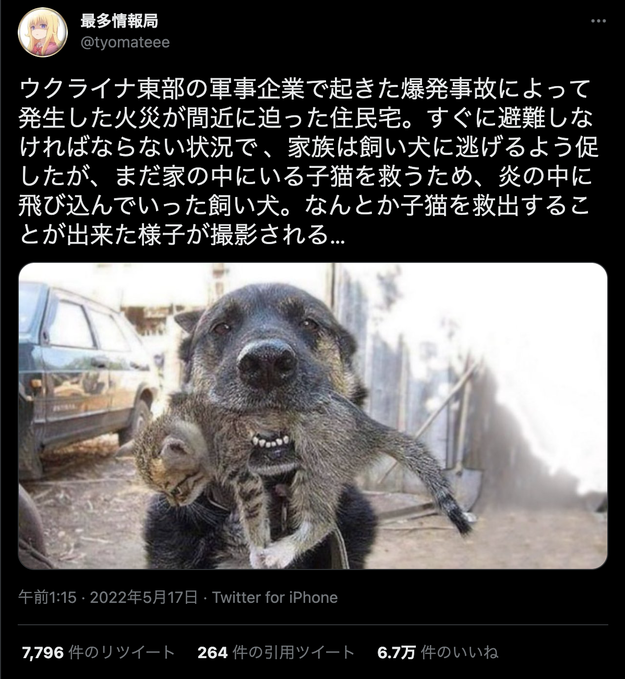 ウクライナの爆発事故で子猫を救出した犬 の写真が拡散 根拠不明 8年前からネットで広がる バズフィード