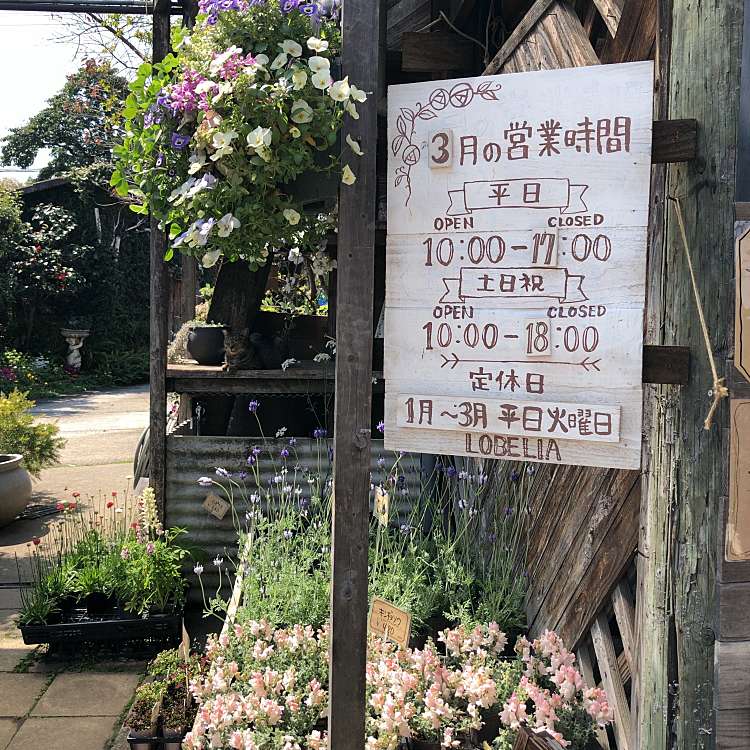 ロベリア 和田 栂 美木多駅 園芸用品 植木 苗木 By Line Place