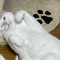 人狼楽しいね