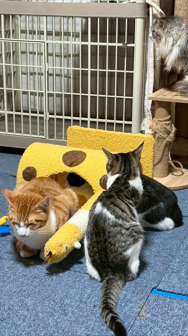 しっぽのおうち（動物王国🌸）