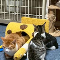 しっぽのおうち（動物王国🌸）