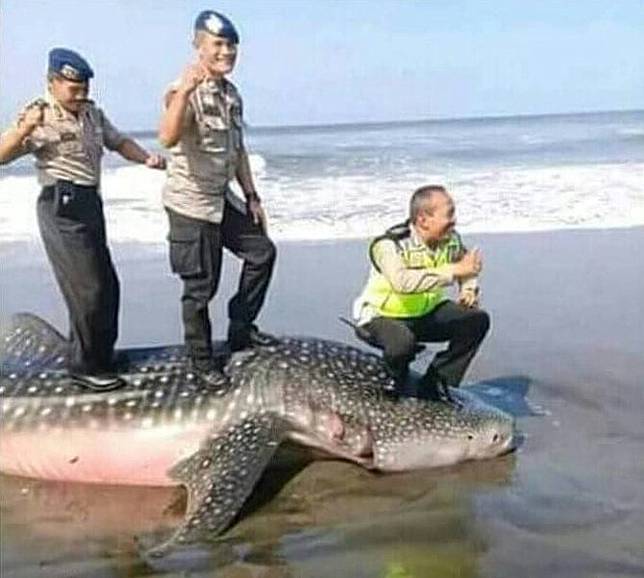 Tiga Polisi Berfoto Di Atas Bangkai Hiu 2018 Merdeka.com/Purnomo Edi