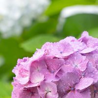 🍀PictureThis・花と緑が好きな人集まれ！✨