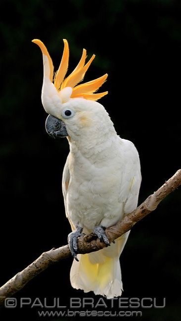 恩愛鸚鵡🦜❤️