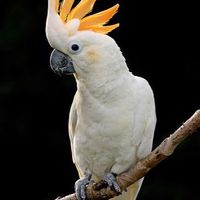 恩愛鸚鵡🦜❤️