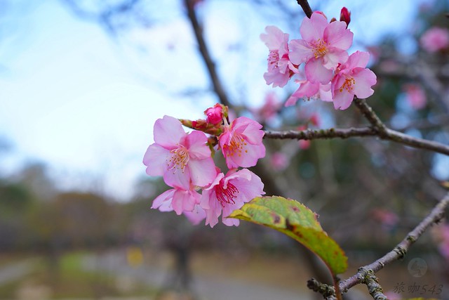 崴立機電櫻花公園