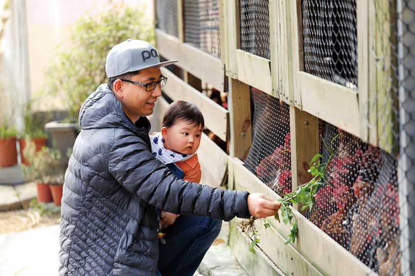 遊客在「遠足生態農場」，可體驗以咸豐草葉餵食蛋雞。（攝影／于魯光）