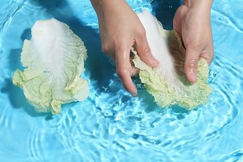 白菜は洗ったほうがいい それとも洗わないほうがいい どっちが正解 その答えが意外すぎた オリーブオイルをひとまわしニュース