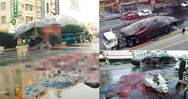 15年前轟動全台「台南鯨魚爆炸案」　網友憶：臭到懷疑人生