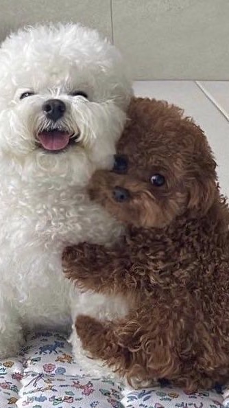 หมาข้าวเหนียวไก่ทอด🐶🐶