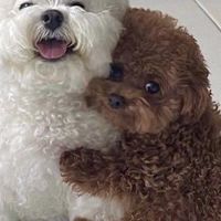 หมาข้าวเหนียวไก่ทอด🐶🐶